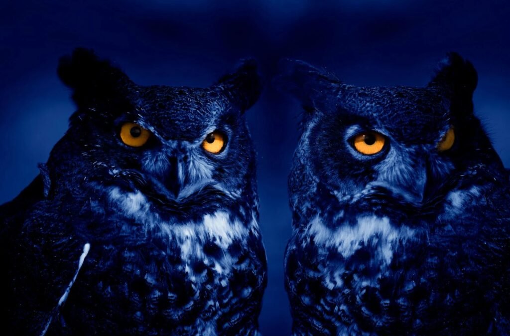 Owls