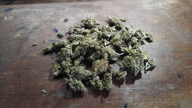 a small pile of fresh, uncut marijuana