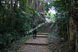 Hiker on shaded forest path Singapore
