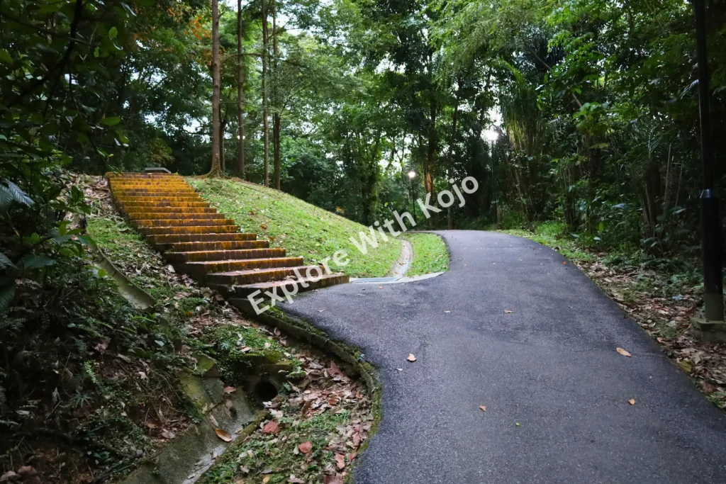 Forest pathway with stairs surrounded by dense green trees in Singapore.