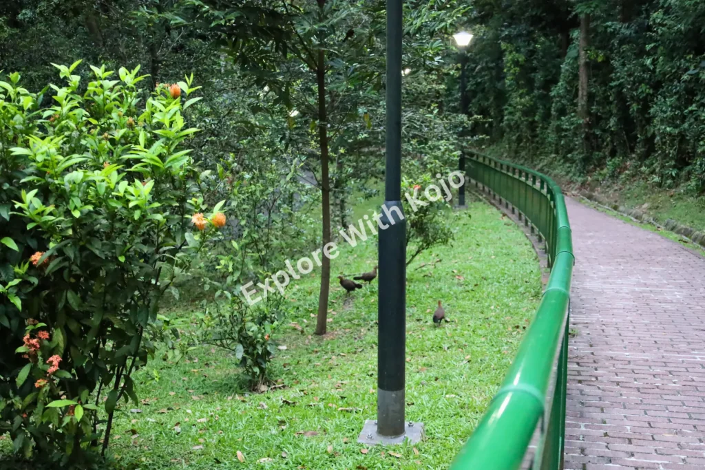 Peaceful forest trail in Singapore with green handrail and trees.