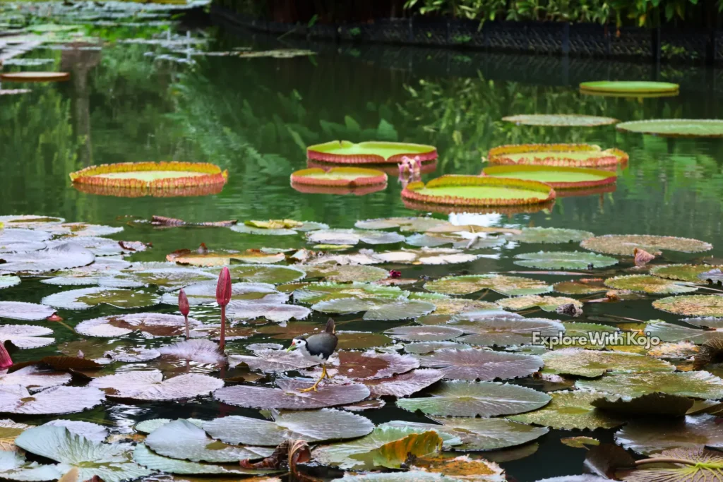 Lily pond with giant water lilies at Singapore Botanic Gardens.