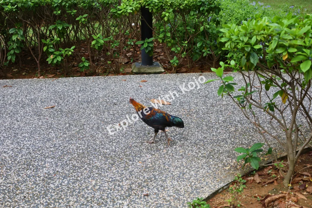 A chicken walking freely on a gravel path in a Singapore park.