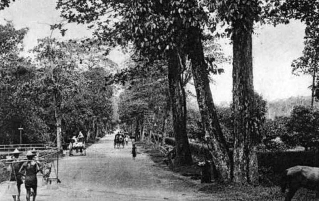 Black and white photo of Orchard Road in Singapore during the early days, with trees, carts, and pedestrians